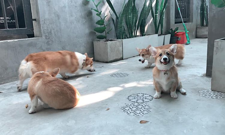 Corgi in the Garden คาเฟ่หมาคอร์กี้ ย่านกัลปพฤกษ์