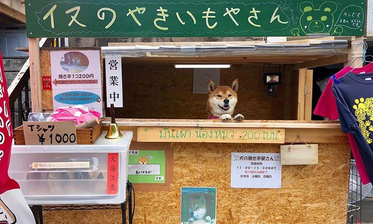 เที่ยวซัปโปโร อุดหนุน "เคน คุง" พ่อค้าสี่ขา ร้านมันเผาน้องหมา